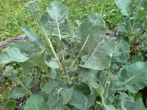 Broccolini plant - To ensure your broccoli plants mature in the cool months of the year, you can either plant them in late winter or early spring as part of your vegetable garden ideas, for a harvest in spring and early summer the following year. Alternatively, if you live in a milder region, you can also plant broccoli in late …